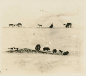 Image: Eskimo [Inughuit] drawing of musk-ox and caribou